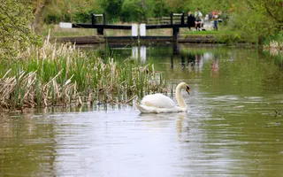 Mute swan swimming across canal in front of closed lock gates