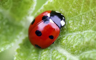 Ladybird sat on leaf