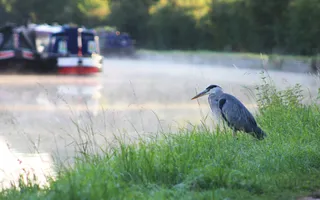 A heron stands on a grassy towpath next to the canal