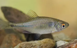 Bitterling, courtesy of Jack Perks