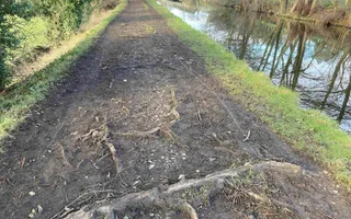 Tree roots will be protected a