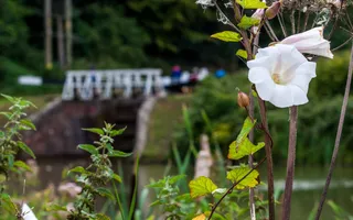 A flower by the side of the road in Camden. There are lock gates in the background