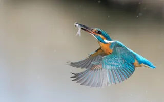 Kingfisher in flight with small fish in its beak