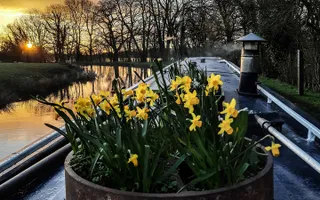 Daffodils in a planter on the roof of a narrowboat on the Llangollen Canal with the sunset reflecting in the water