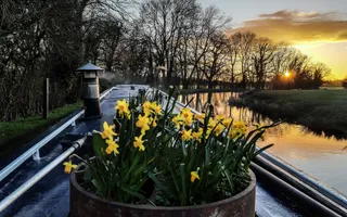 Daffodils in a planter on the roof of a narrowboat on the Llangollen Canal with the sunset reflecting in the water