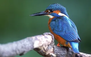 Kingfisher perched on branch