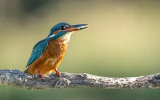 Kingfishers perch on slender branches close to the water to hunt effectively