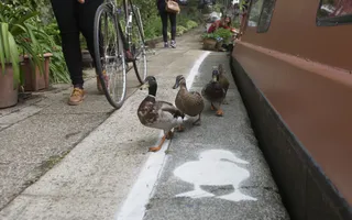 Duck lanes painted on the towpaths in London