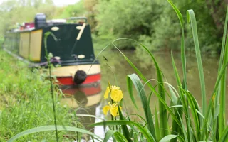 A few yellow flowers grow on the canal bank next to a moored narrowboat.