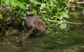 A water vole peers out from its home among the bank vegetation at clear, shallow water