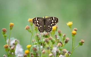 A dusty brown butterfly with creamy-yellow eyespots on its fore and hindwings perches on yellow wildflowers.