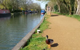 Ducks at Kintbury