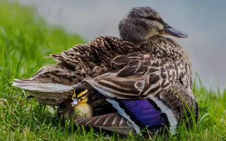 A female mallard with striking brown and blue plumage sits on the canal bank with a small, fluffy, yellow chick poking its head out from beneath her tail.
