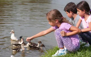 Three children feeding ducks on the water