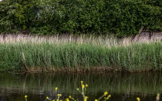 A stretch of canal with tall grassland growing along the water's edge