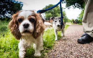 Dogs walking by the canal