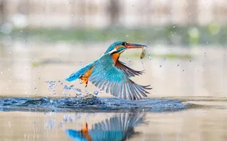 Kingfisher catching fish in canal